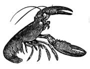 New Century Dictionary Vol. 1 (1936)
Author: Emery, H. G. and Brewster, K. G.
Illustrator: Many
Publisher: P. F. Collier and Son Corp.
Copyright (c) 1996 Zedcor Inc. All Rights Reserved.
Keywords: crustacean American Lobster Homarus americanus , b/w

