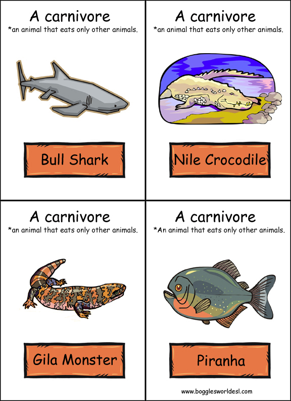 Food Chain Flashcards