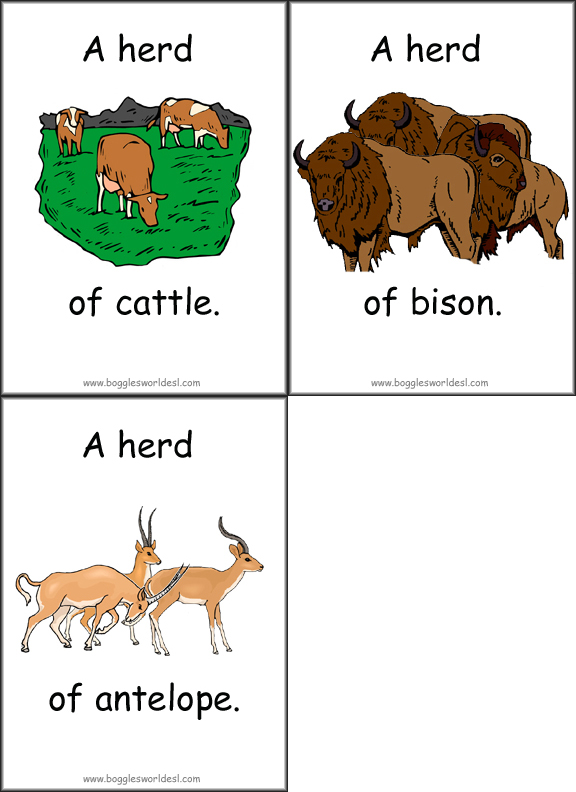 Animal Collective Noun Flashcards