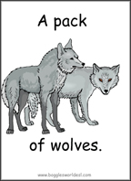 Collective Nouns of Animals Sample Flashcard: A Pack of Wolves.