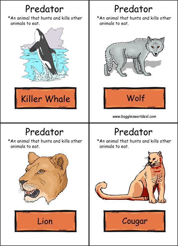 Food Chain Flashcards