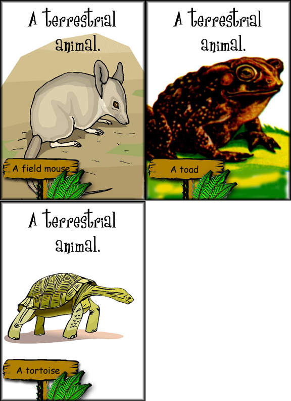 Animal Behaviour Flashcards for Life Science and ESL
