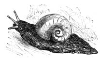 AdArt
Publisher: Copyright (c) 1996 Innovative Advertising & Design http://www.ad-art.com/innovation
Keywords: snail animal mollusk gastropod shell, b/w


