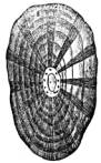 Chambers Encyclopedia- Vol. IV (1875)
Author: Lippencott, J. B.
Illustrator: Many
Publisher: Lippencott, J. B.
Copyright (c) 1996 Zedcor Inc. All Rights Reserved.
Keywords: drawing zoology Fissurella gastropod mollusc shell, b/w

