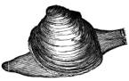 New Century Dictionary Vol. 1 (1936)
Author: Emery, H. G. and Brewster, K. G.
Illustrator: Many
Publisher: P. F. Collier and Son Corp.
Copyright (c) 1996 Zedcor Inc. All Rights Reserved.
Keywords: Quahog edible American clam Venus mercenaria , b/w

