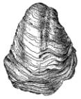 Outlines of Historical Geology (1931)
Author: Schuchert, Charles
Illustrator: NA
Publisher: John Wiley & Sons
Copyright (c) 1996 Zedcor Inc. All Rights Reserved.
Keywords: Gryphoea mucronata, shell oyster, b/w

