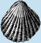 A clam: one kind of mollusk