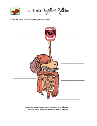 Digestive System Diagram Label Worksheet
