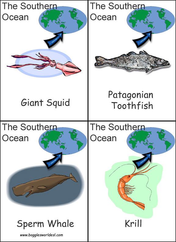 animal out cut worksheet Flashcards Continent and Ocean