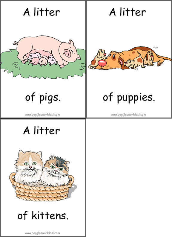 collective noun for animals meme