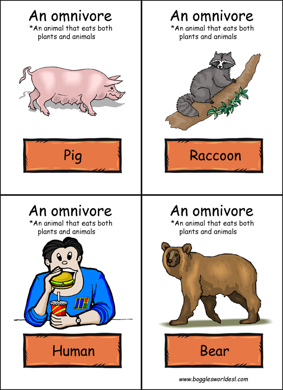 Food Chain Flashcards