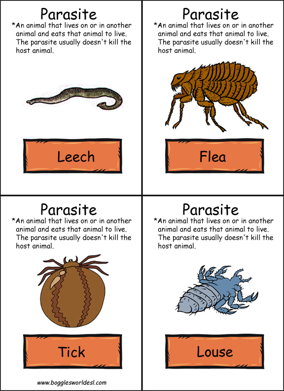 Food Chains and Webs Flashcard Game