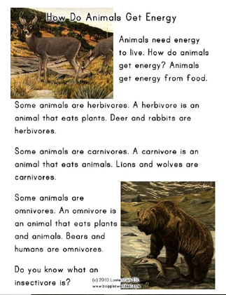 Animals Get Energy: Food Chains and Webs