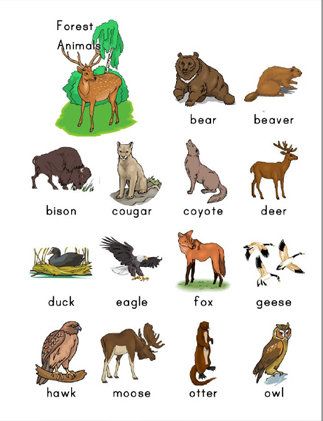 Forest Animal Vocabulary