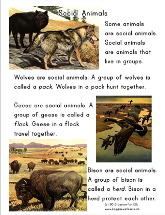 social studies lesson on animals