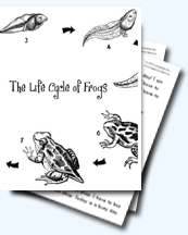 A Collection of Frog Lifecycle Worksheets