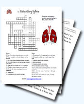 A Collection of Respiratory System Worksheets